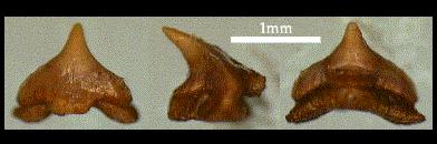 sqat2.TIF (52984 bytes)