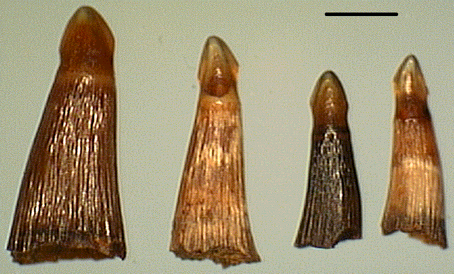 Lepis1.TIF (261994 bytes)