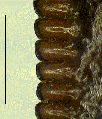 Droma3.TIF (204226 bytes)