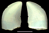 Droma4x.TIF (32542 bytes)