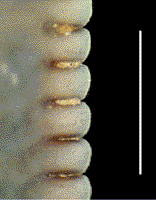 Droma6x.TIF (36392 bytes)
