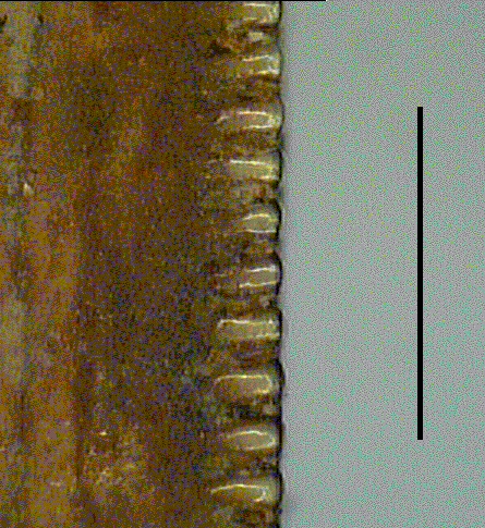 Ricardo3.TIF (224044 bytes)