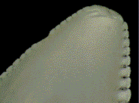 Saurost5x.TIF (34302 bytes)