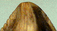 Tro2x.TIF (27944 bytes)