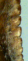 Tro3x.TIF (23984 bytes)