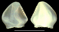 Tro5x.TIF (26796 bytes)