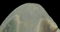 Tro6x.TIF (26002 bytes)