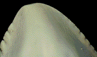 Tro7x.TIF (28340 bytes)