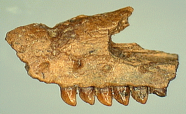 Xeno2.TIF (448456 bytes)