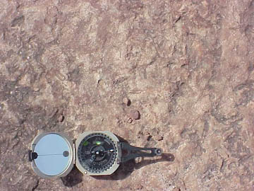 burrows in Hickory ss 