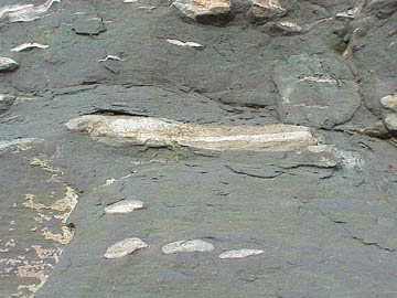 Concretions in Lion Mt. ss