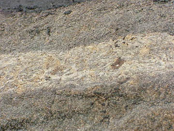 Trilobite hash in center of calcite concretion