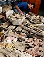 Student in Vertebrate Paleontology Lab