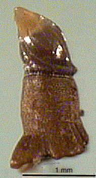 Ischy5.TIF (73008 bytes)